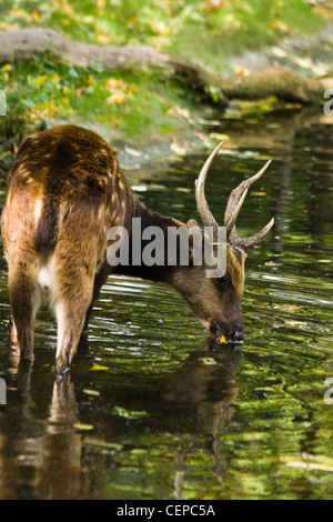 Philippine mâle spotted deer, Cervus Rusa alfredi- ou de l'eau potable et à l'article Banque D'Images