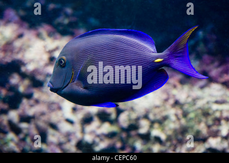 Chirurgiens, poissons coralliens tropicaux avec coral en arrière-plan Banque D'Images