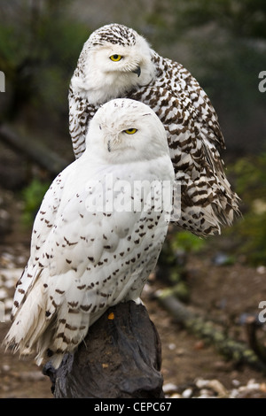 Paire de Bubo scandiacus harfang ou, hommes et femmes Banque D'Images