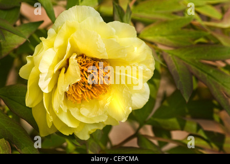 Du rock, du rock de la pivoine pivoine arbustive Paeonia suffruticosa ou avec de grandes fleurs jaunes au printemps Banque D'Images