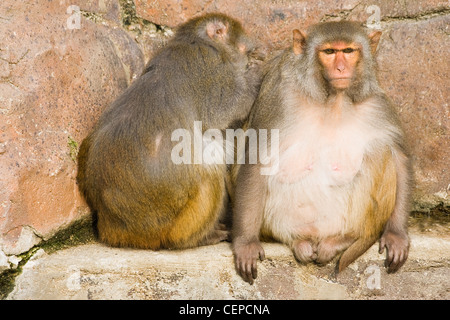 Deux singes rhésus Macaca mulatta ou assis au soleil et de nettoyage des puces Banque D'Images