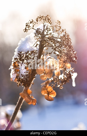 Fleurs d'hortensias séchées avec snowcap dans la lumière du soleil d'hiver Banque D'Images