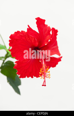 Hibiscus rosa Sinensis. Fleur d'Hibiscus rouge sur fond blanc Banque D'Images