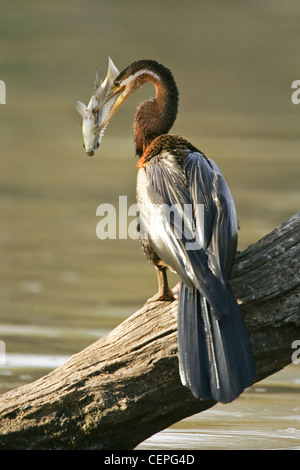 Le dard de l'Afrique de l'anhinga rufa) (avec des poissons dans le parc Kruger, Afrique du Sud Banque D'Images