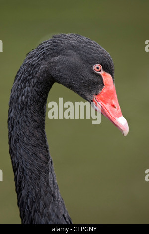 Cygne noir (Cygnus atratus), Slimbridge, Gloucestershire, Royaume-Uni Banque D'Images