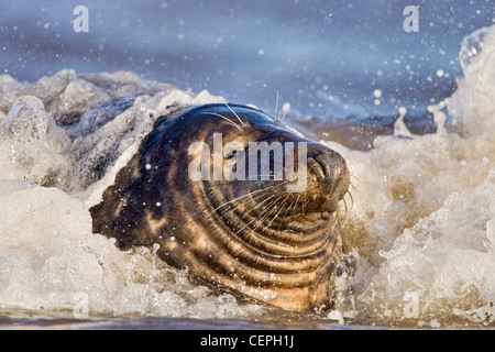 Joint mâle (Halichoerus grypus) dans les vagues, Donna Nook , Lincolnshire, Royaume-Uni Banque D'Images