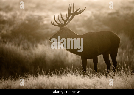 Red Deer (Cervus elaphus) Stag sur un matin brumeux, Bushy Park, Surrey, UK Banque D'Images