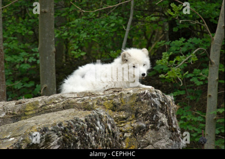 Un renard arctique en appui sur rock formation en face de forest retour Banque D'Images