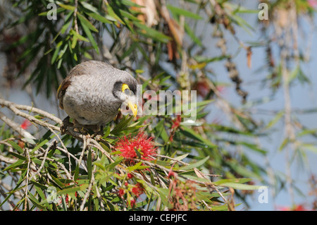 Noisy Miner Manorina melanocephala photographié dans le Queensland, Australie Banque D'Images