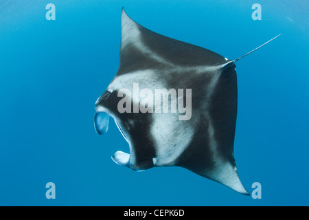 Manta, Manta birostris, Hanifaru Bay, l'atoll de Baa, Maldives Banque D'Images