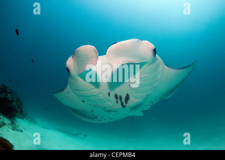 Manta, Manta birostris, Hanifaru Bay, l'atoll de Baa, Maldives Banque D'Images