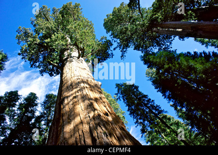 General Sherman, le plus grand arbre, Sequoia National Park, Californie, USA Banque D'Images