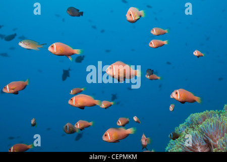 Banc de poisson clown Amphiprion nigripes, Maldives, North Male Atoll, Maldives Banque D'Images