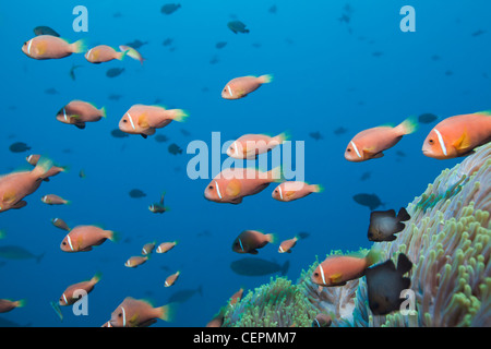 Banc de poisson clown Amphiprion nigripes, Maldives, North Male Atoll, Maldives Banque D'Images