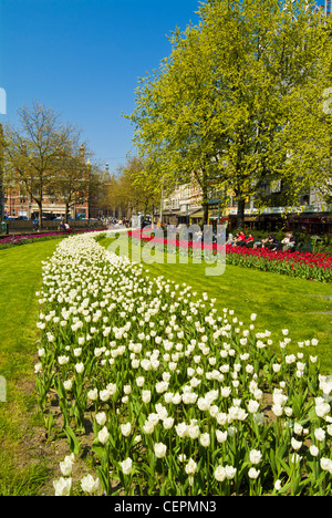 Les tulipes dans les jardins de Leidseplein Amsterdam Pays-Bas Hollande centrale Europe de l'UE Banque D'Images