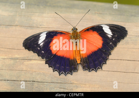 Cethosia biblis chrysope rouge photographié dans le Queensland, Australie Banque D'Images