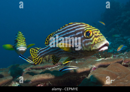 Sweetlips oriental à la station de nettoyage, Plectorhinchus vittatus, North Male Atoll, Maldives Banque D'Images