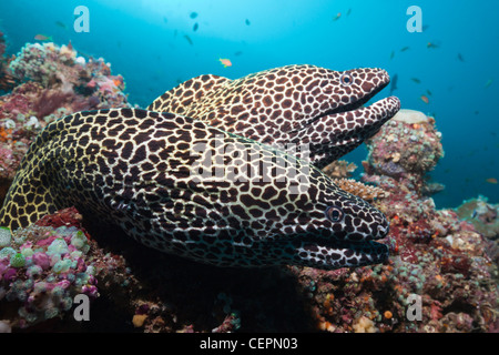 Paire de Moray, Gymnothorax favagineus Honeycomb, North Male Atoll, Maldives Banque D'Images