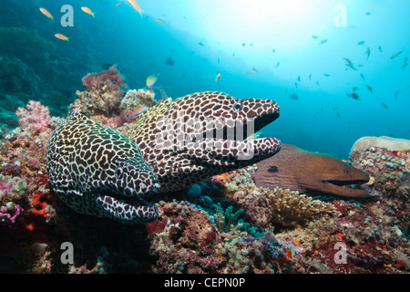 Paire de Moray, Gymnothorax favagineus Honeycomb, North Male Atoll, Maldives Banque D'Images