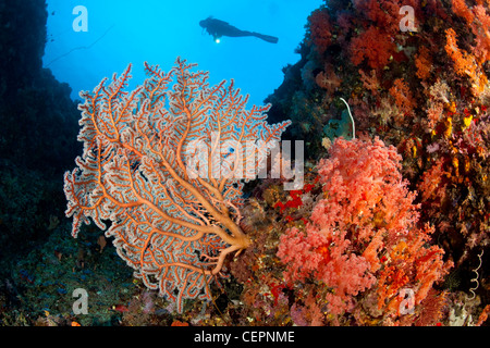 Coraux Mous et Seafan, Dendronephthya sp., Semperina sp., Halmahera, Moluques, Indonésie Banque D'Images