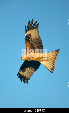 Le Milan royal (Milvus milvus) en vol, Rhayader, Gigrin Farm, Powys, Wales, UK Banque D'Images