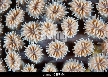 Des polypes de corail dur, Galaxea fascicularis, Détroit de Lembeh, Sulawesi, Indonésie Banque D'Images
