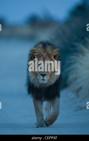 Lion mâle marchant vers l'appareil photo Banque D'Images