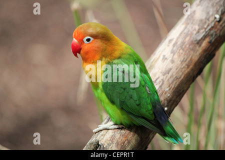 Agapornis fischeri-d'oiseaux colorés et seul debout sur une branche Banque D'Images