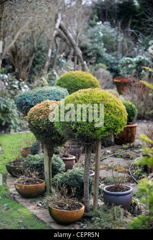 Un jardin conçu pour la couleur de l'hiver près de Montgomery, Powys UK Banque D'Images