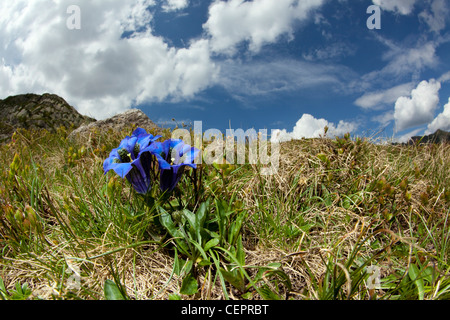 Gentiane, Gentiana kochiana trompette, Sassolo, lac Sambuco Valley, Tessin, Suisse Banque D'Images