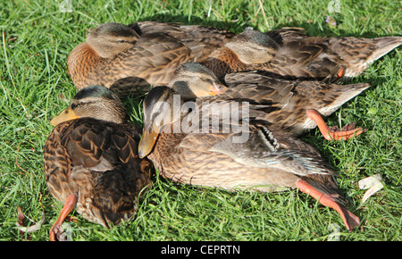 Plusieurs canards mulards dormir ensemble sur l'herbe verte Banque D'Images