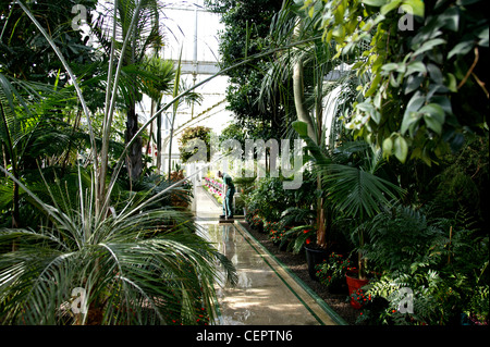 Tourné à l'intérieur de plantes tropicales au Botanic Gardens à Belfast. Banque D'Images