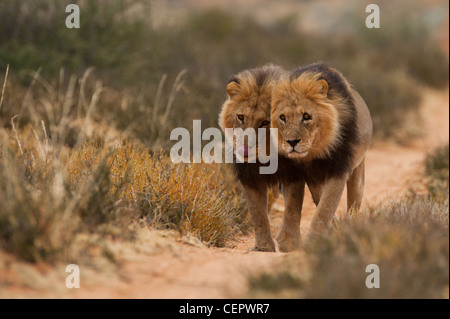 Les deux énormes Kalahari Blackmaned orgueil les mâles, avec des cicatrices de combat pour prouver la vie dans le Kalahari n'est pas toujours facile. Banque D'Images