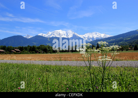 Vue sur le massif du Mont-Blanc mountain à partir d'une zone rurale vert avec une fleur par beautifué, Météo France Banque D'Images