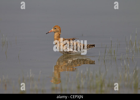 Philomachus pugnax ruff Kampfläufer falco Banque D'Images