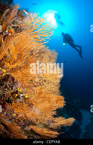 Gorgones jaunes et scuba diver, Eunicella cavolini, l''île de Vis, Mer Adriatique, Croatie Banque D'Images