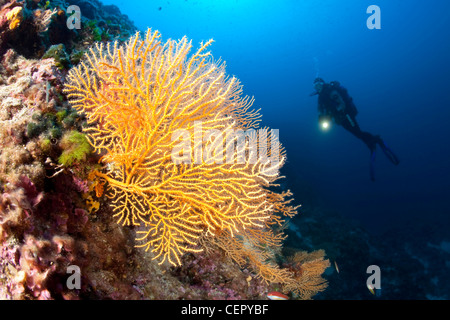 Gorgones jaunes et scuba diver, Eunicella cavolini, l''île de Vis, Mer Adriatique, Croatie Banque D'Images