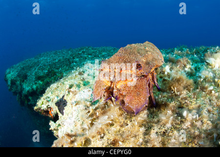 Cigale de mer méditerranée, Scyllarides latus, l''île de Vis, Mer Adriatique, Croatie Banque D'Images