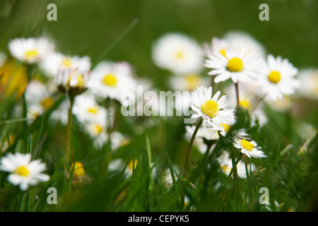 Close-up de marguerites poussant dans l'herbe. Banque D'Images