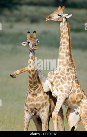 Giraffa camelopardalis girafe artiodactyles (à l'Afrique le plus haut mammifère mammifère ongulé vivant extrêmement long cou et les jambes Banque D'Images