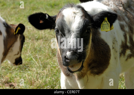 X Holstein veau allaitante Bleu belge sur les pâturages, Devon, Août Banque D'Images