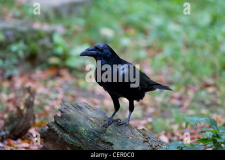 Kolkrabe, Corvus corax, corven Banque D'Images