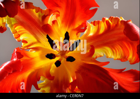 Orange Rouge fleur fleurs tulipes perroquet, les étamines et les stigmates Banque D'Images