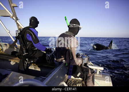 L'observation des baleines orques épaulards, Orcinus orca, Océan Atlantique, Norvège Banque D'Images