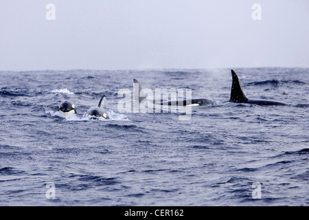 Orca Épaulard Orcinus orca, de la famille, de l'océan Atlantique, de la Norvège Banque D'Images