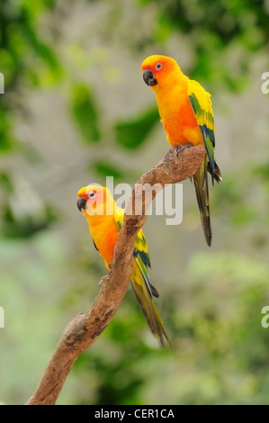 Conure soleil Aratinga solstitialis captif paire Banque D'Images