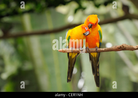 Conure soleil Aratinga solstitialis Pair captif de toilettage Banque D'Images