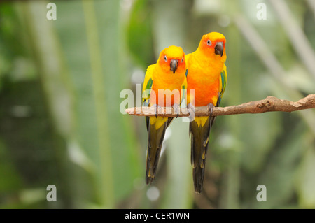 Conure soleil Aratinga solstitialis captif paire Banque D'Images