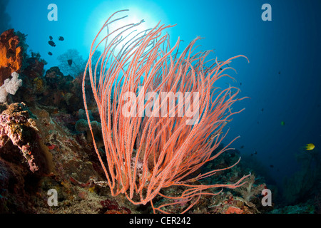 Red Sea Whips dans les récifs coralliens, Ellisella sp., Tubbataha Reef, mer de Sulu aux Philippines Banque D'Images