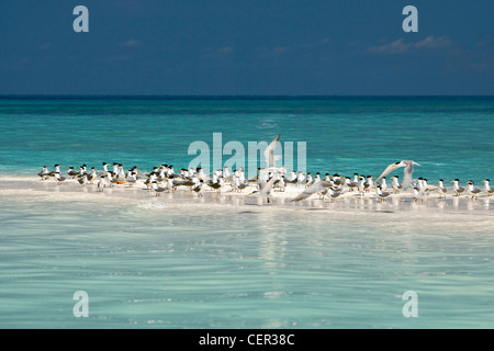 Une plus grande sterne huppée reposant sur banc, Thalasseus bergii, Tubbataha Reef, mer de Sulu aux Philippines Banque D'Images